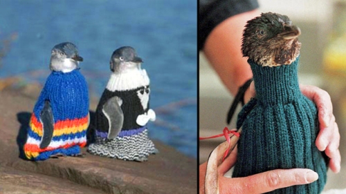 Penguins in sweaters after an oil spill - the sweaters keep them from pruning themselves and being poisoned by the oil while keeping them warm until they can be cleaned.